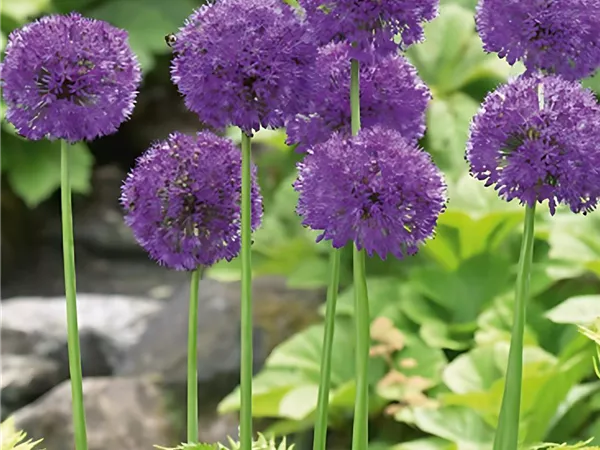 Zierlauch 'Purple Sensation'