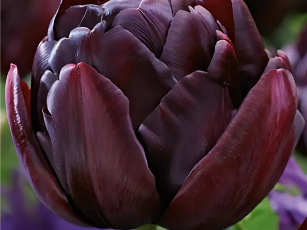 Tulpe 'Black Hero'