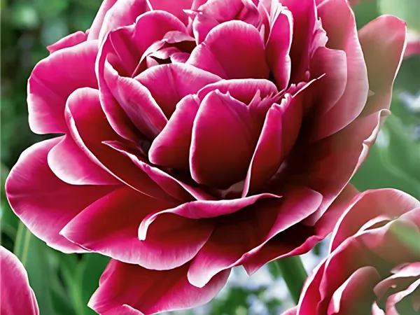 Tulpe 'Dream Touch'