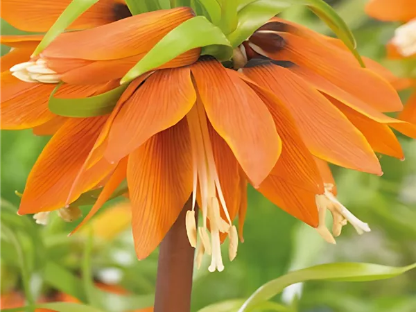 Kaiserkrone 'Orange Beauty'