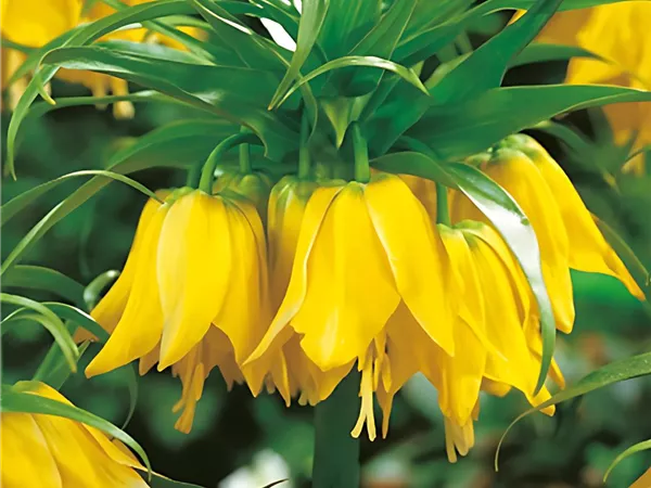 Kaiserkrone 'Lutea'