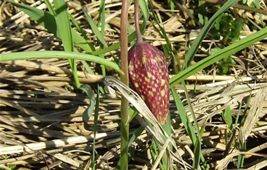 Schachbrettblume Mischung