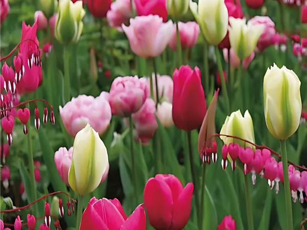 Tulpen-Mischung 'Heiße Liebe'