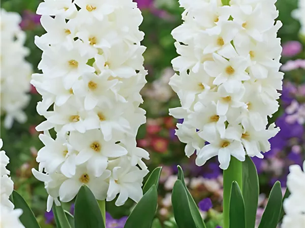 Hyazinthe 'Carnegie'