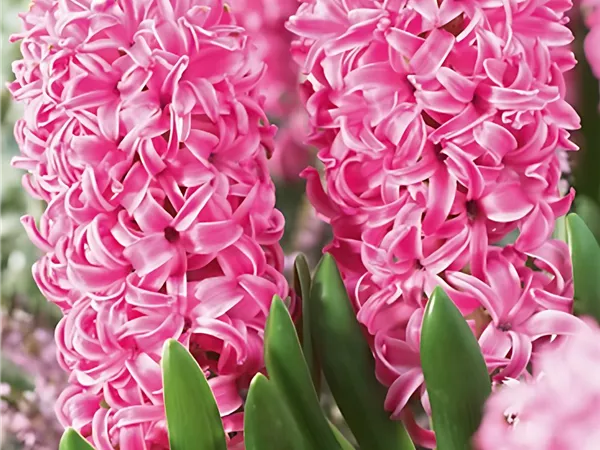 Hyazinthe 'Pink Pearl'