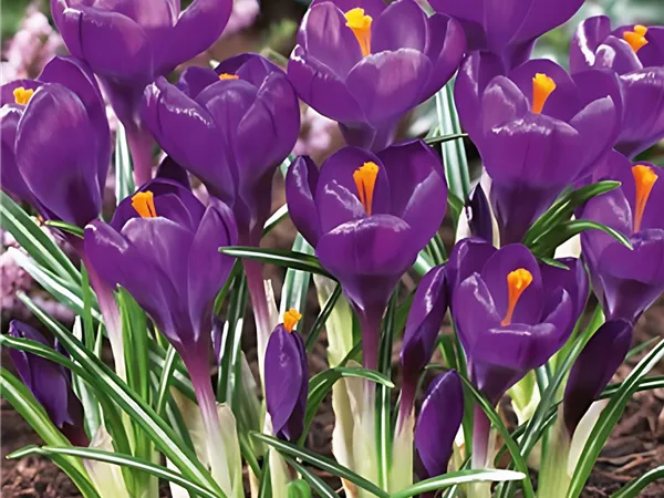 Krokus 'Flower Record'