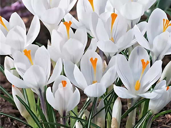 Krokus 'Jeanne d'Arc'