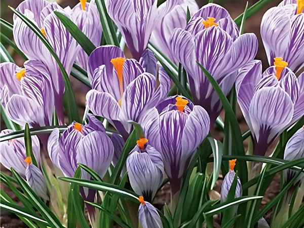 Krokus 'King of the Striped'