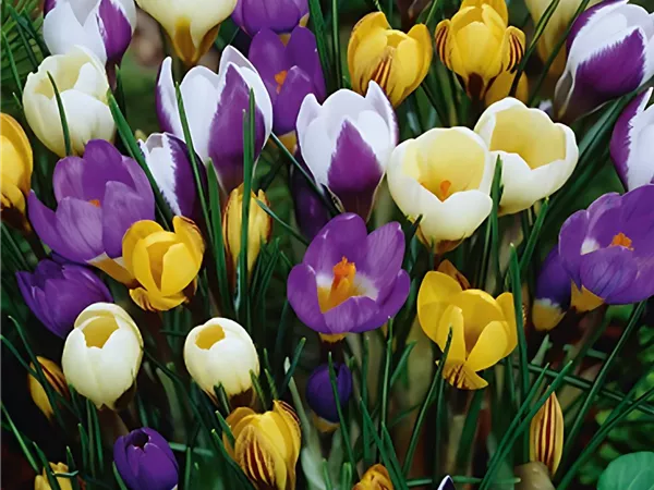 Krokus-Mischung botanisch
