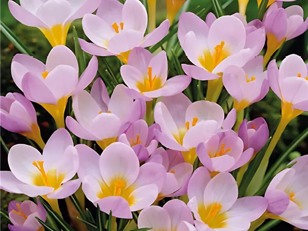 Krokus 'Rosalind'