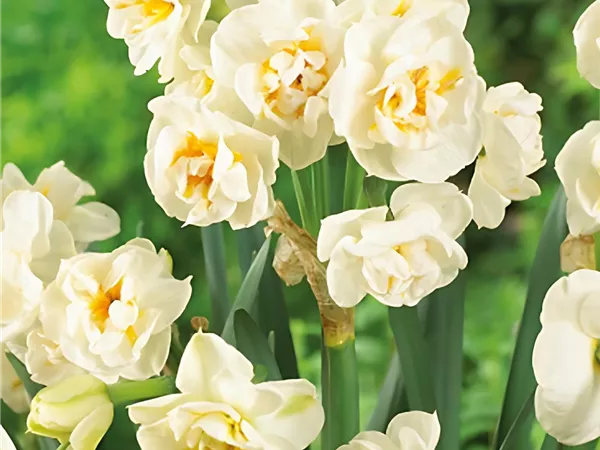 Narzisse 'Bridal Crown'