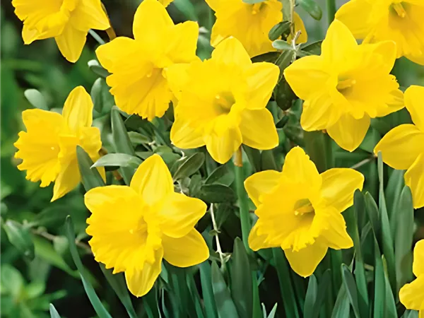 Narzisse 'Carlton'