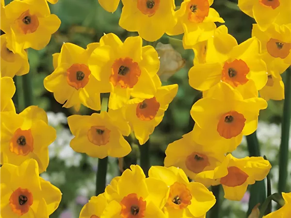 Narzisse 'Golden Dawn'