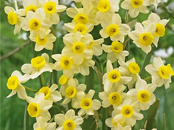Narzisse 'Minnow'