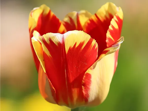 Tulpe 'Banja Luka'