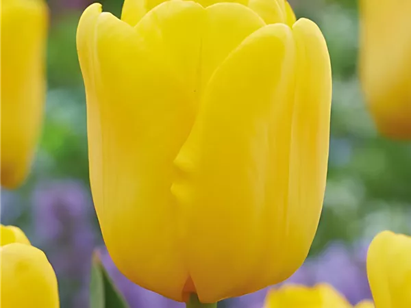 Tulpe 'Caractère'