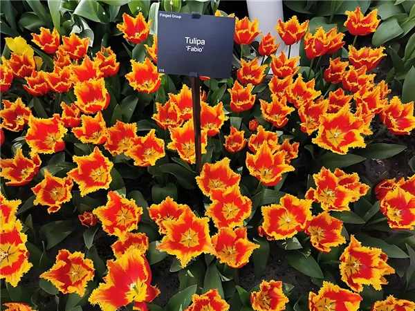 Tulpe 'Fabio'