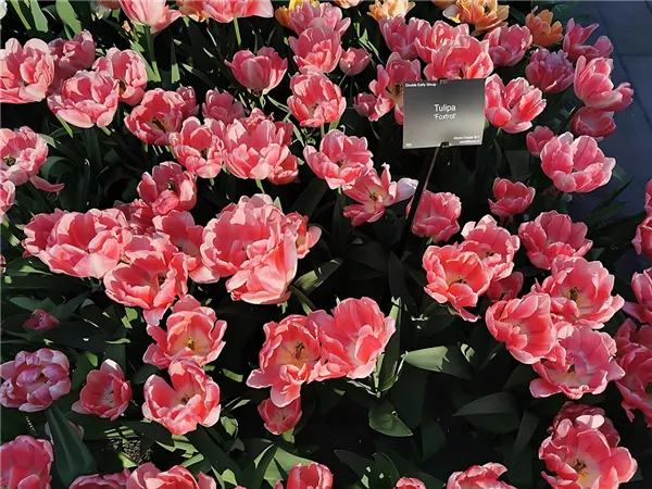 Tulpe 'Foxtrot'