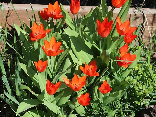 Tulpe 'Fusilier'