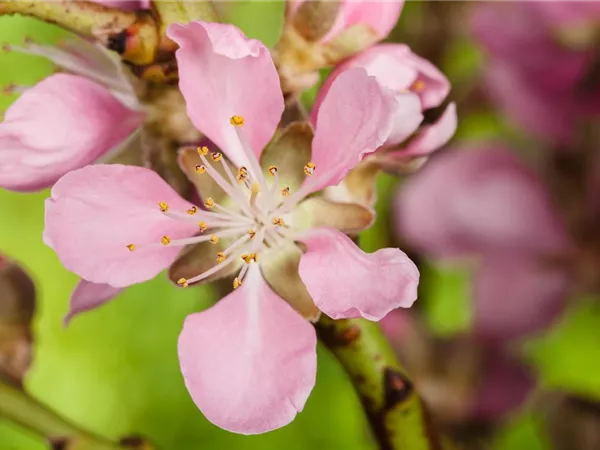 Gesund und lecker: Die Mandeln vom Mandelbaum aus dem Garten