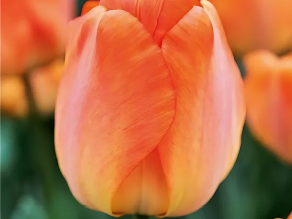 Tulpe 'Daydream'
