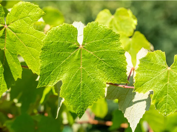 Vitis vinifera 'Muscat Bleu'