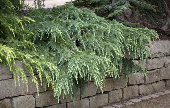 Cedrus deodara 'Feeling Blue'