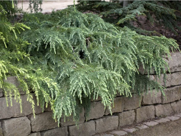 Cedrus deodara 'Feeling Blue'