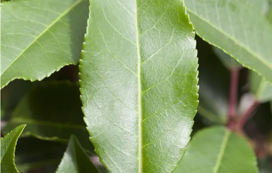 Prunus lusitanica 'Angustifolia