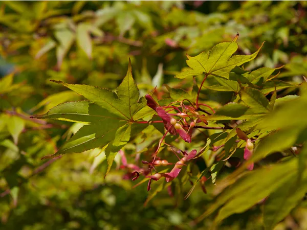 Acer palmatum 'Osakazuki'