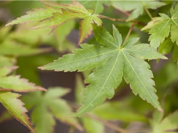 Acer palmatum 'Sangokaku'