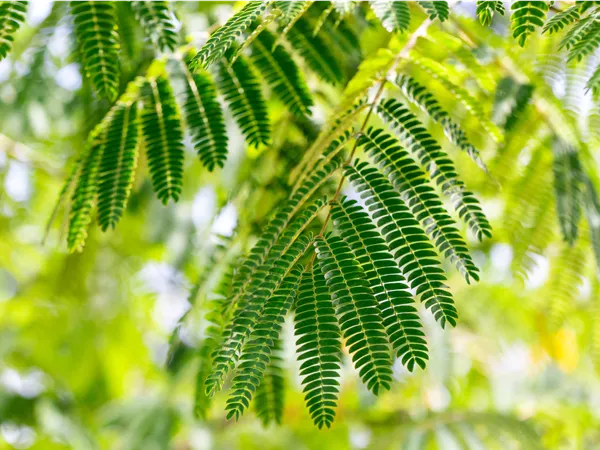 Albizia julibrissin 'Ombrella'