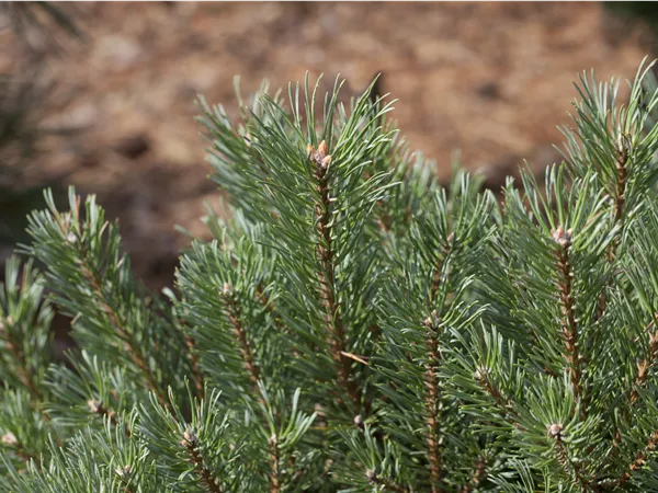 Pinus sylvestris