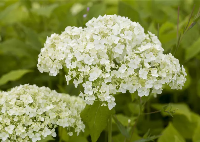 Hortensien für Garten und Balkon – ein tolles Blütenspiel