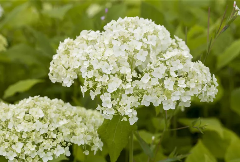 Hydrangea arborescens