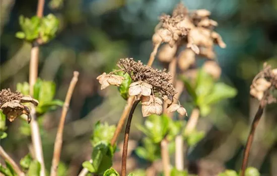 Hortensien schneiden ist gar nicht so einfach – oder doch? Hortensien schneiden ist gar nicht so einfach – oder doch?