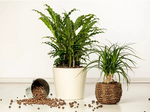 Hydrokultur – ideal als Alternative zur Aufzucht im Erdboden