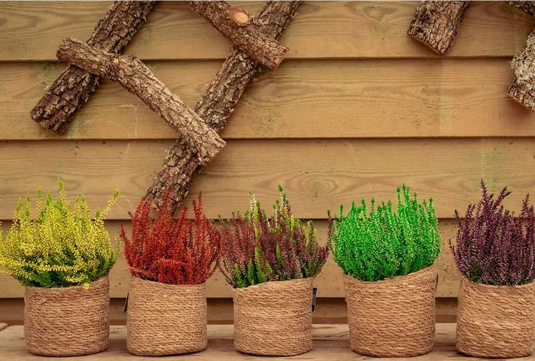 Calluna (Heidekraut) in Bastkörben für das Grab