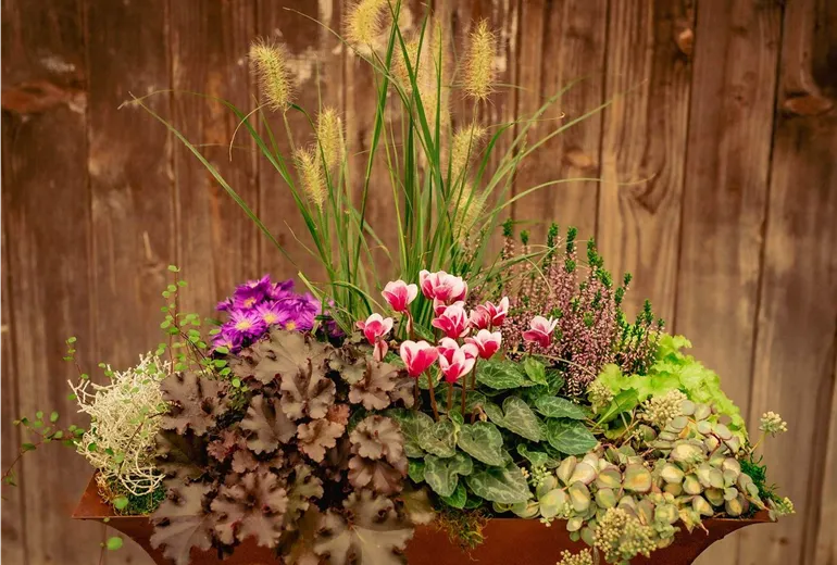 Herbstliche Pflanzschale mit Ziergräsern und Calluna