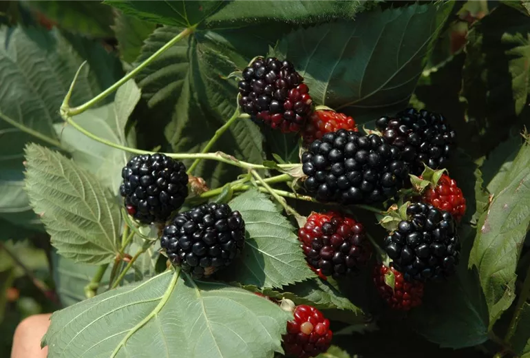 Rubus occidentalis 'Black Jewel'