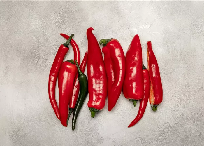 Paprika selber anbauen – Tipps für Anzucht und Ernte