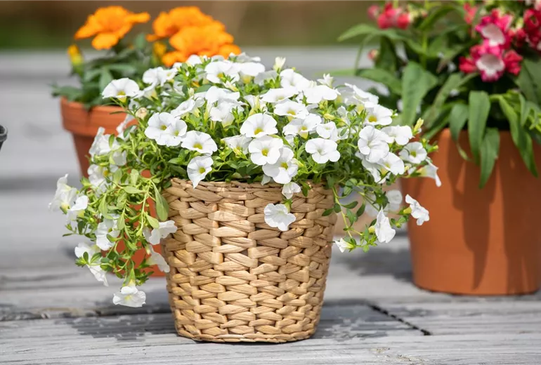 Calibrachoa, weiß