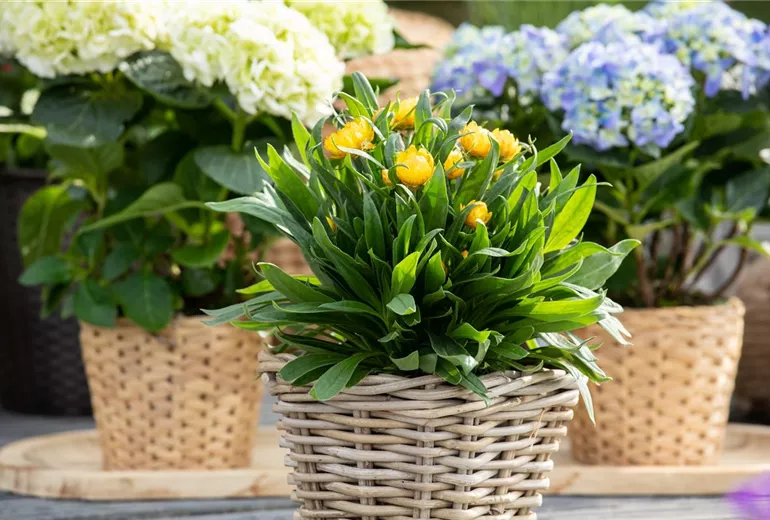 Helichrysum bracteatum, gelb