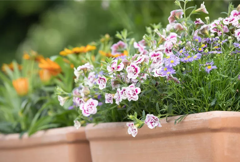 Calibrachoa, gefüllt
