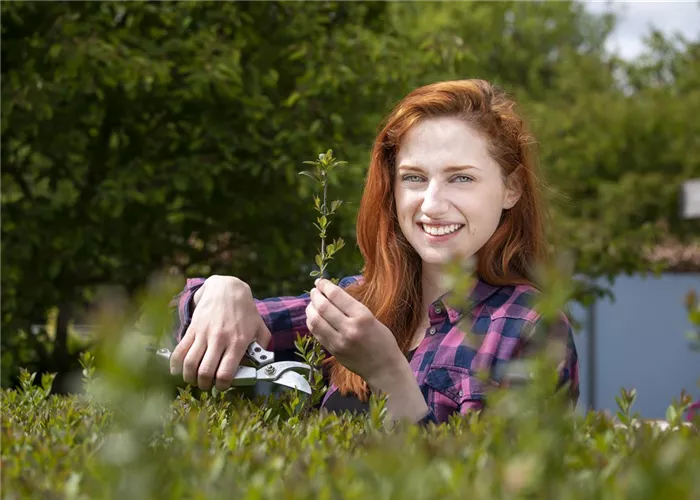Schnipp, schnapp, Hecke ab! Heckenpflanzen schneiden im Sommer