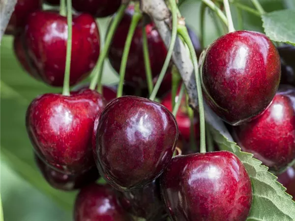 Prunus avium 'Kordia'