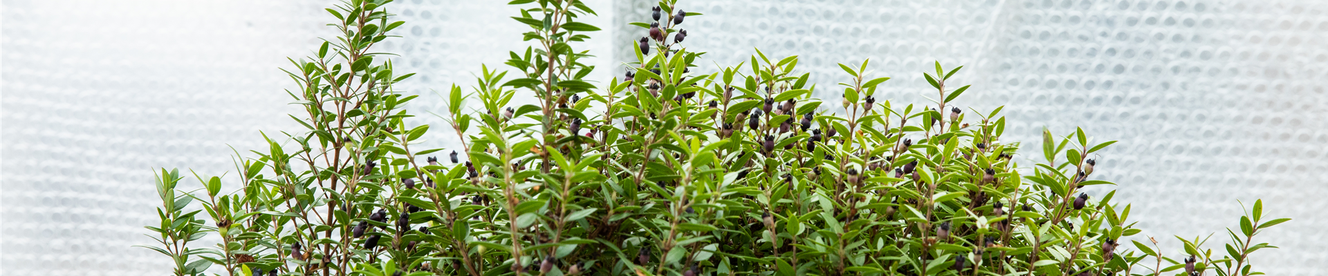 GS647302.jpg GS647302.jpg