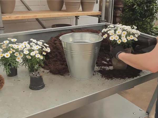 Margeriten - Einpflanzen in ein Gefäß Margeriten - Einpflanzen in ein Gefäß