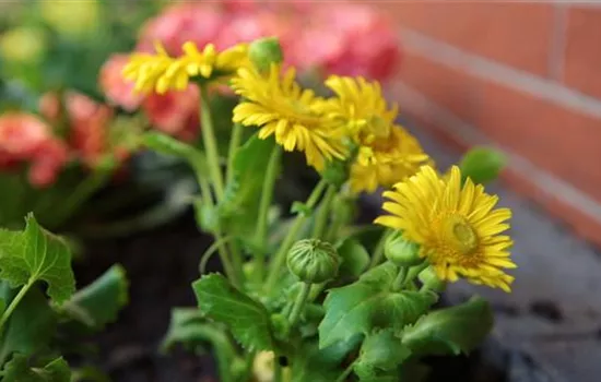 Gemswurz - Einpflanzen im Garten Gemswurz - Einpflanzen im Garten