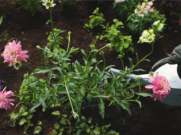 Sonnenhut - Einpflanzen im Garten Sonnenhut - Einpflanzen im Garten
